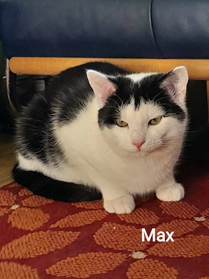 2 Kater kastriert zu vermitteln. 