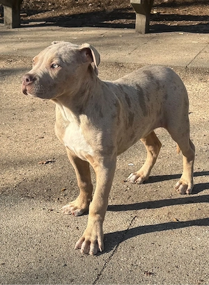 wunderschöner american bully rüde 12 wochen 