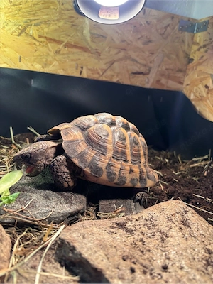 Griechische Landschildkröte-Testudo Hermanni