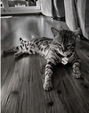 Deckkater XXL Bengal mit Stammbaum