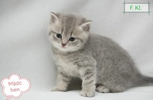 Bkh Blh Kitten