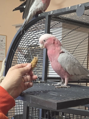 Rosa Kakadu Spalt-Lutino