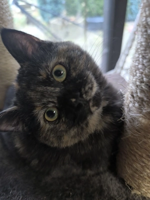 Bkl Bkh Glücks Kätzchen