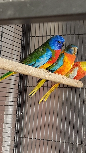 Glanzsittiche sehr schön 