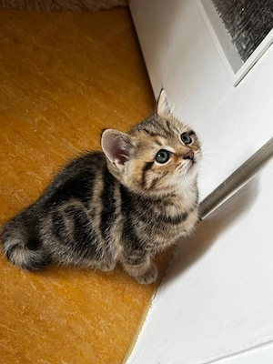 sehr süße babykatze