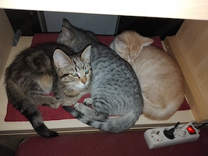 3 wunderschöne Kitten aus lokaler Tierrettung (EKH-BLH-Mix)