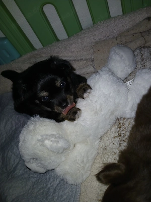 Verkaufe süsse Pomchis Bild 6