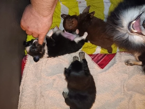 Verkaufe süsse Pomchis Bild 4