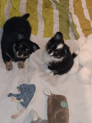 Verkaufe süsse Pomchis Bild 5