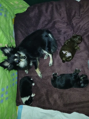 Verkaufe süsse Pomchis Bild 7