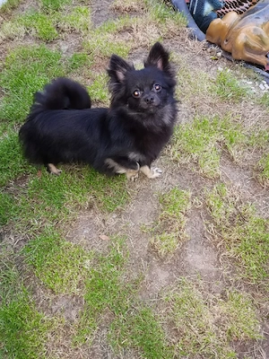 Verkaufe süsse Pomchis Bild 8