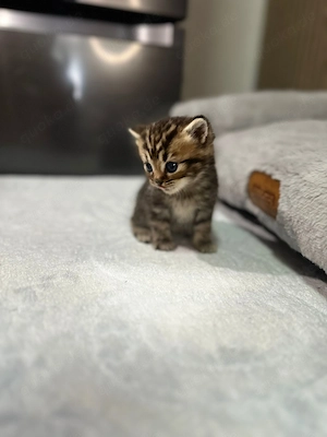 Reinrassige BKH Bild 6