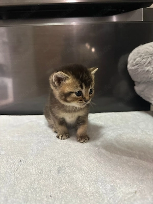 Reinrassige BKH Bild 9