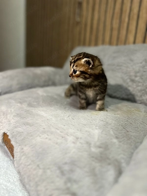 Reinrassige BKH Bild 2