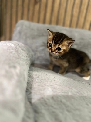 Reinrassige BKH Bild 8