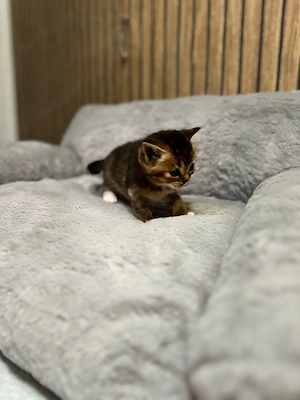 Reinrassige BKH Bild 7