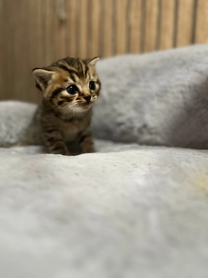 Reinrassige BKH Bild 3