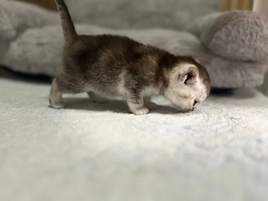 Reinrassige BKH Bild 10