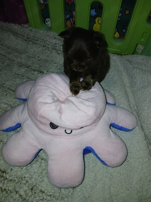 Verkaufe süsse Pomchis Bild 10