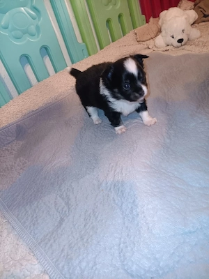 Verkaufe süsse Pomchis Bild 9