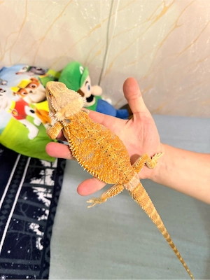 bartagam sucht zuhause 