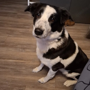 Border-Mix-Australien-Mix 