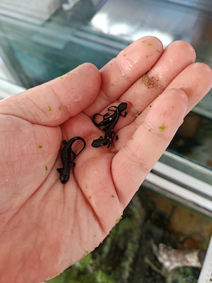 Cynops orientalis - Chinesische Feuerbauchmolche