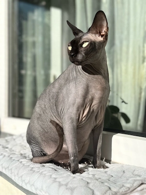 luna sicht nach ihrem perfekten zuhause 