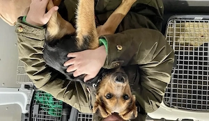 Sandy, zzt. in Ungarn, Ich bin ein zuckersüßer Welpe -und freue mich auf Spielen.