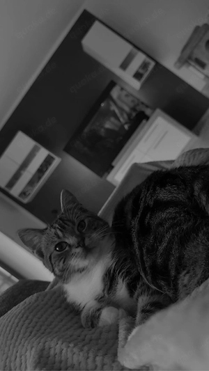 cookie sucht ein zuhause 