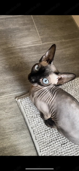 Sphynx Herzchen sucht ein neues Zuhause 