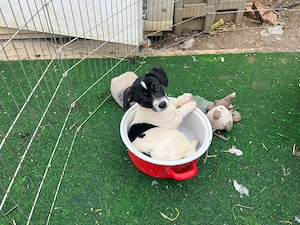 Mandarin, zzt. in Ungarn, ist ein typischer Welpe. 