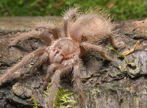 Lasiodora Parahybana 0.0.1 unbestimmt