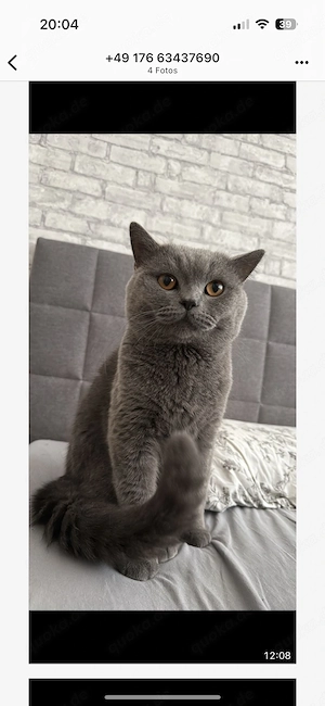 2 Kater suchen noch ein Zuhause ab sofort Bild 2