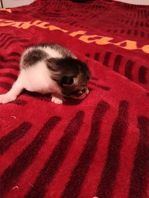 babykatzchen alle weiblich in guten Händen abzugeben 