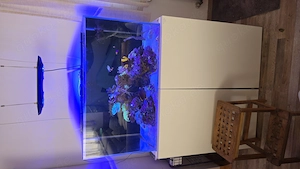 Meerwasser Aquarium Nyos Opus 300 G2 mit hochwertiger Technik und Besatz