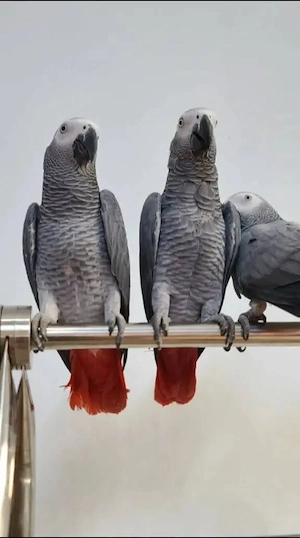 Afrikanische Graupapageien