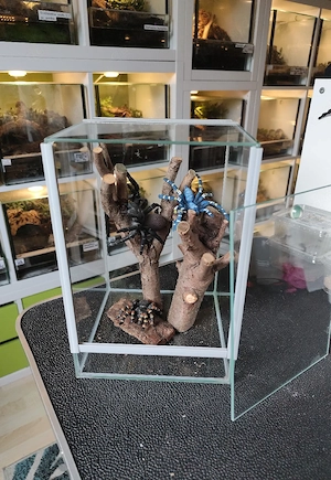 Terrarium 20 x 20 x 30 