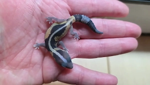 AFT Gecko - Hemitheconyx caudicinctus - Afrikanischer Fettschwanzgecko 