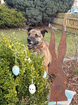 Szemes, ab 1.3. auf PS in 29410 Salzwedel, freundlicher Hundebub hat eine Chance verdient