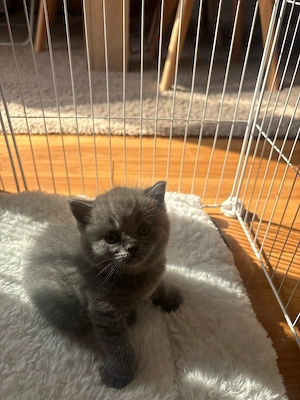 2 Kater suchen noch ein Zuhause ab sofort Bild 3