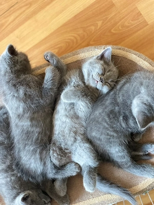 2 Kater suchen noch ein Zuhause ab sofort Bild 4