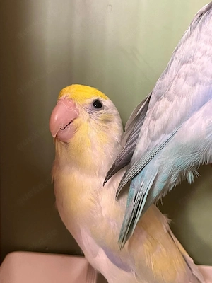 Blaugenicksperlingspapageien