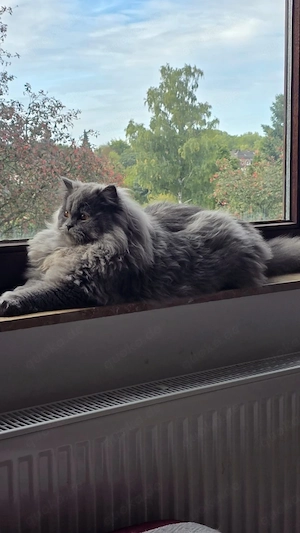 BKH  Deckkater Bild 2