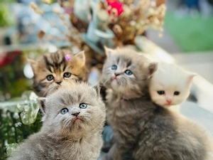 BKH  Deckkater Bild 4