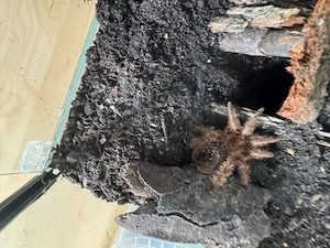 Tliltocatl vagans inkl Terrarium