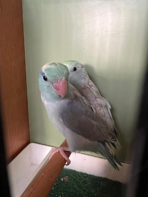 Blaugenicksperlingspapageien