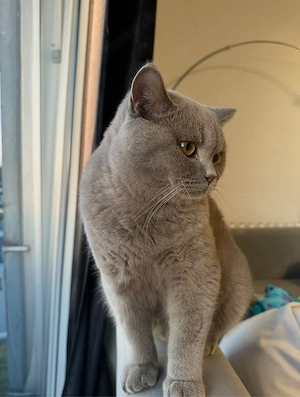 Deckkater Britisch Kurzhaar lilac   Coco