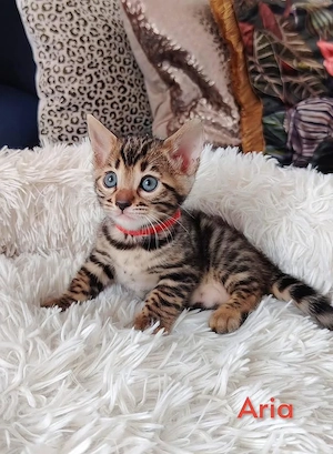 Außergewöhnliche reinrassige Bengal-Kätzchen!!! WhatsApp: 015777944807  