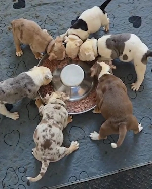 Old Englische bulldogge 